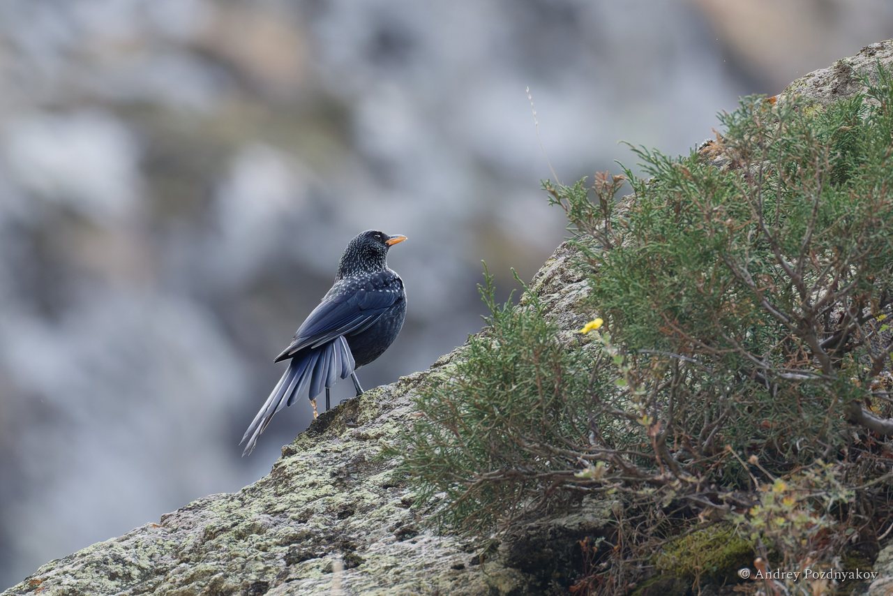 Blue whistling thrush