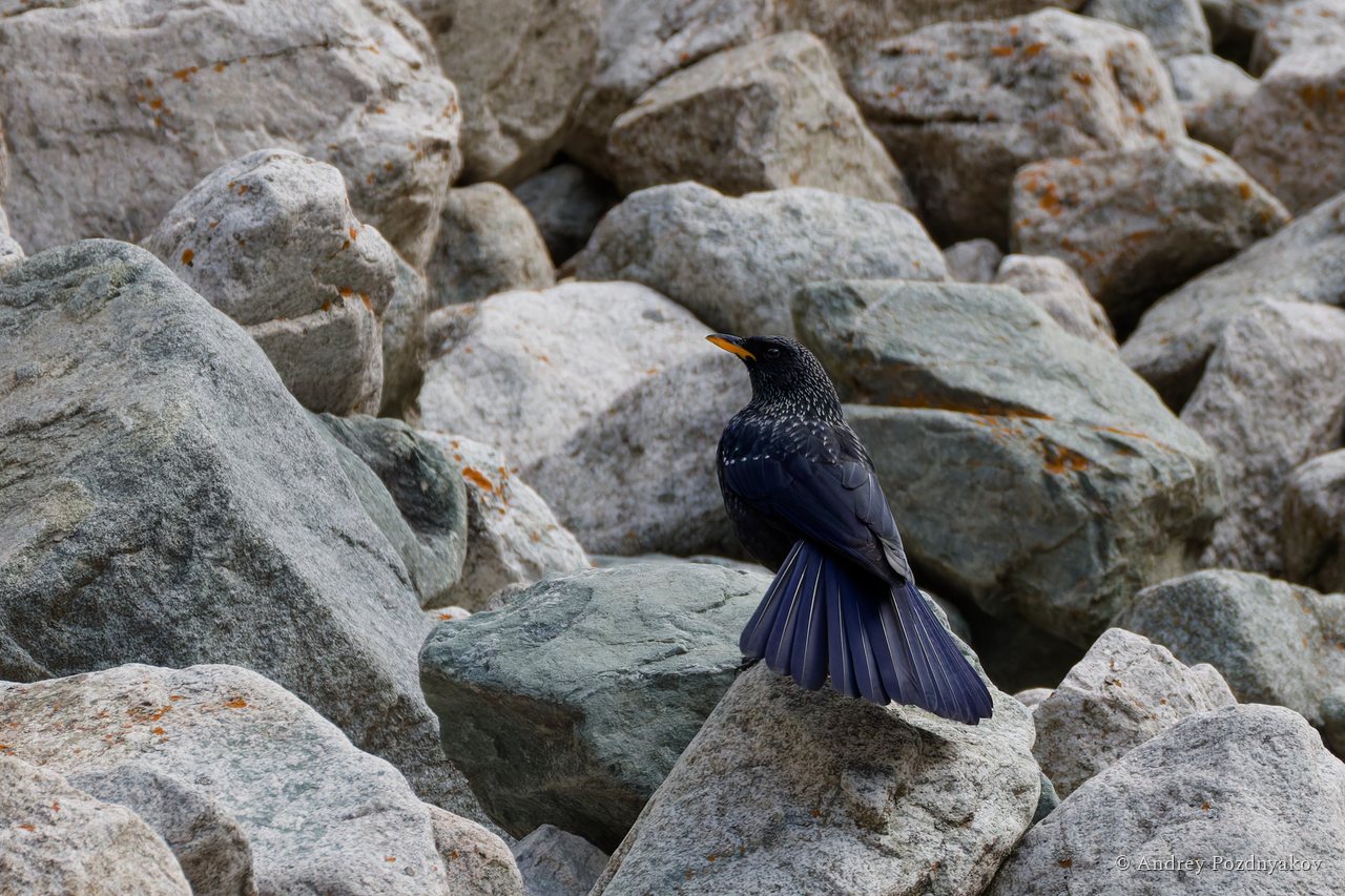 Blue whistling thrush