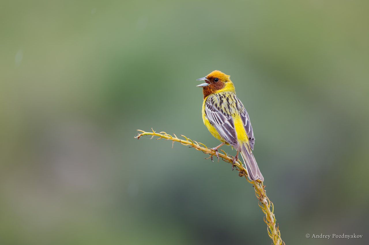 Red-headed bunting