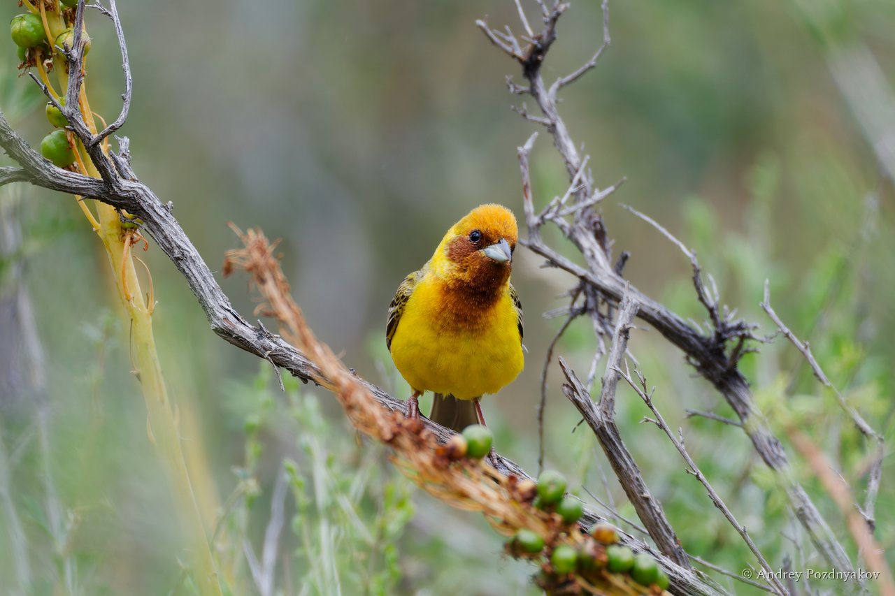 Red-headed bunting